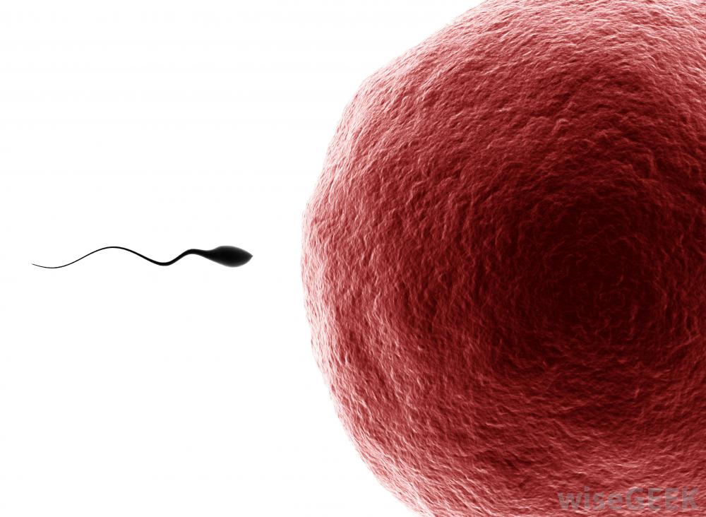 sperm-and-egg.jpg